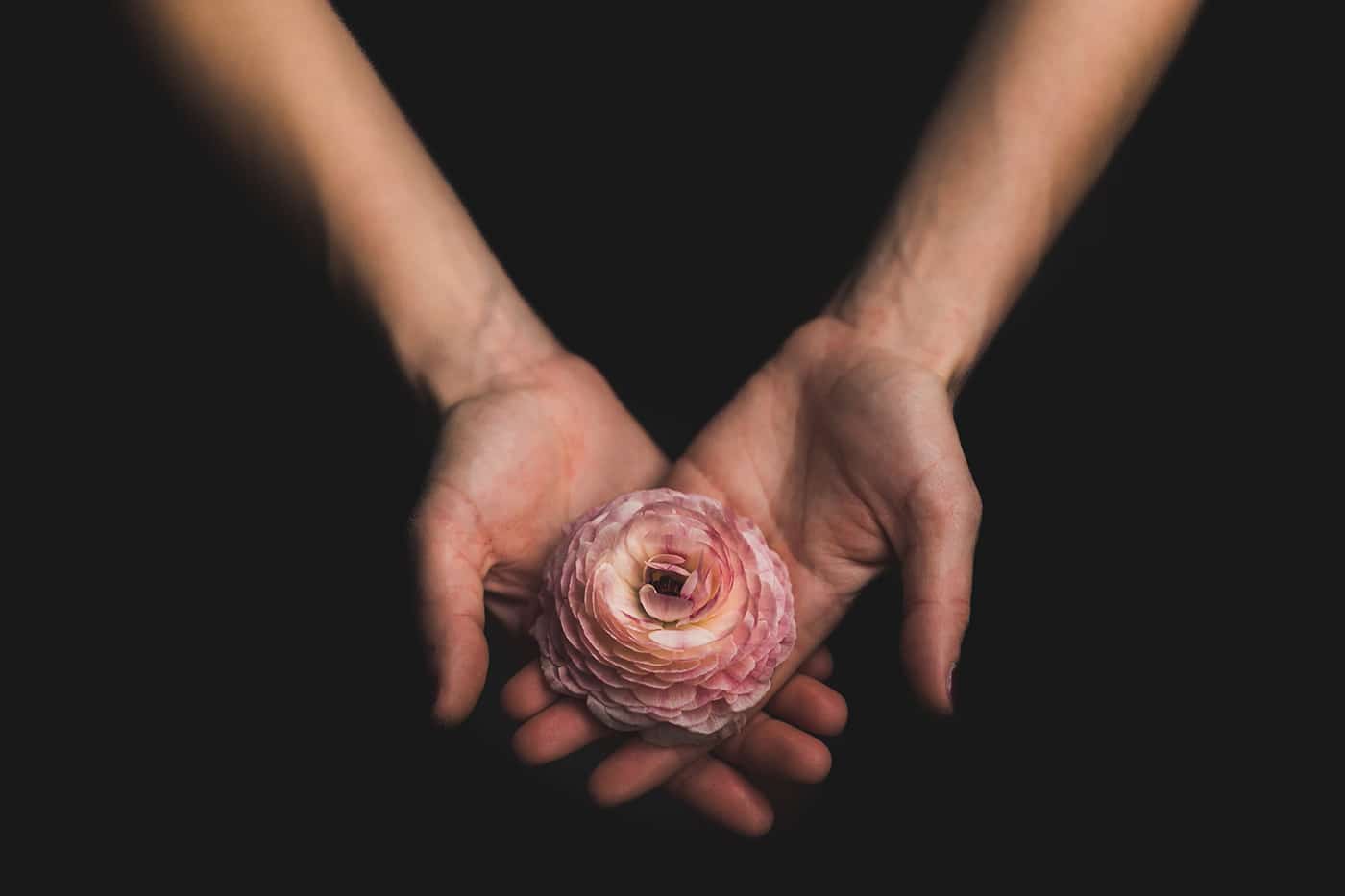 hands holding pink flower